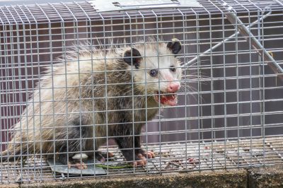 Dead Animal Removal