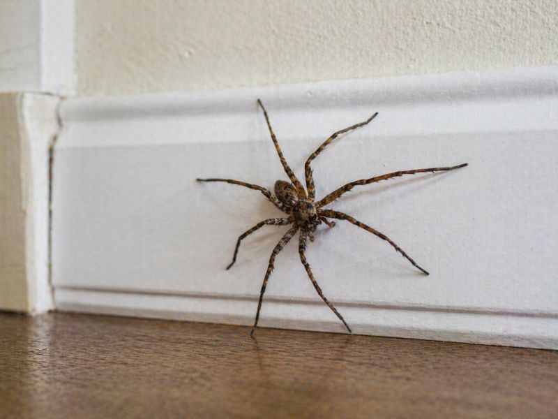 Huntsman Spider Extermination in Rockwall, TX