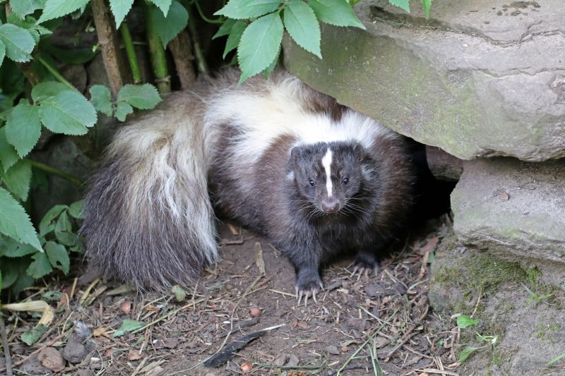 Skunk Burrows