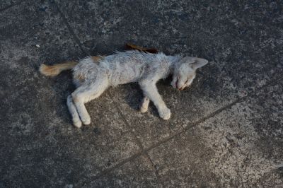 Remove a Dead Cat