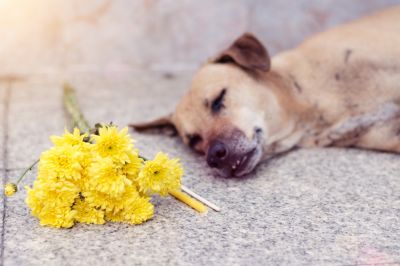 Remove a Dead Dog
