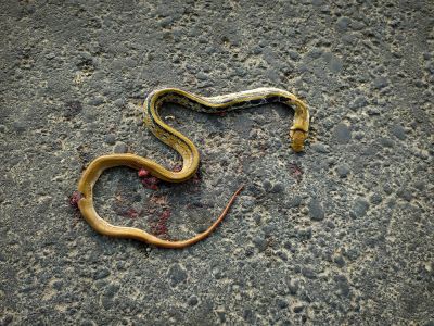 Remove a Dead Snake